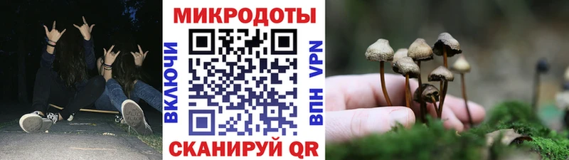 blacksprut ONION  Новоржев  Галлюциногенные грибы Psilocybine cubensis 